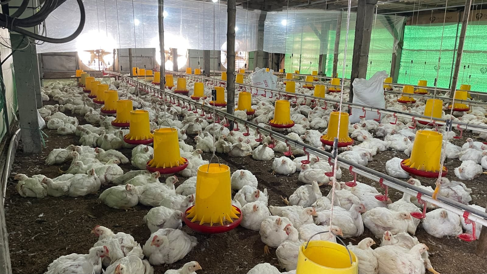 Peternakan Ayam di Tanjungsari Modern dengan Sistem Blower