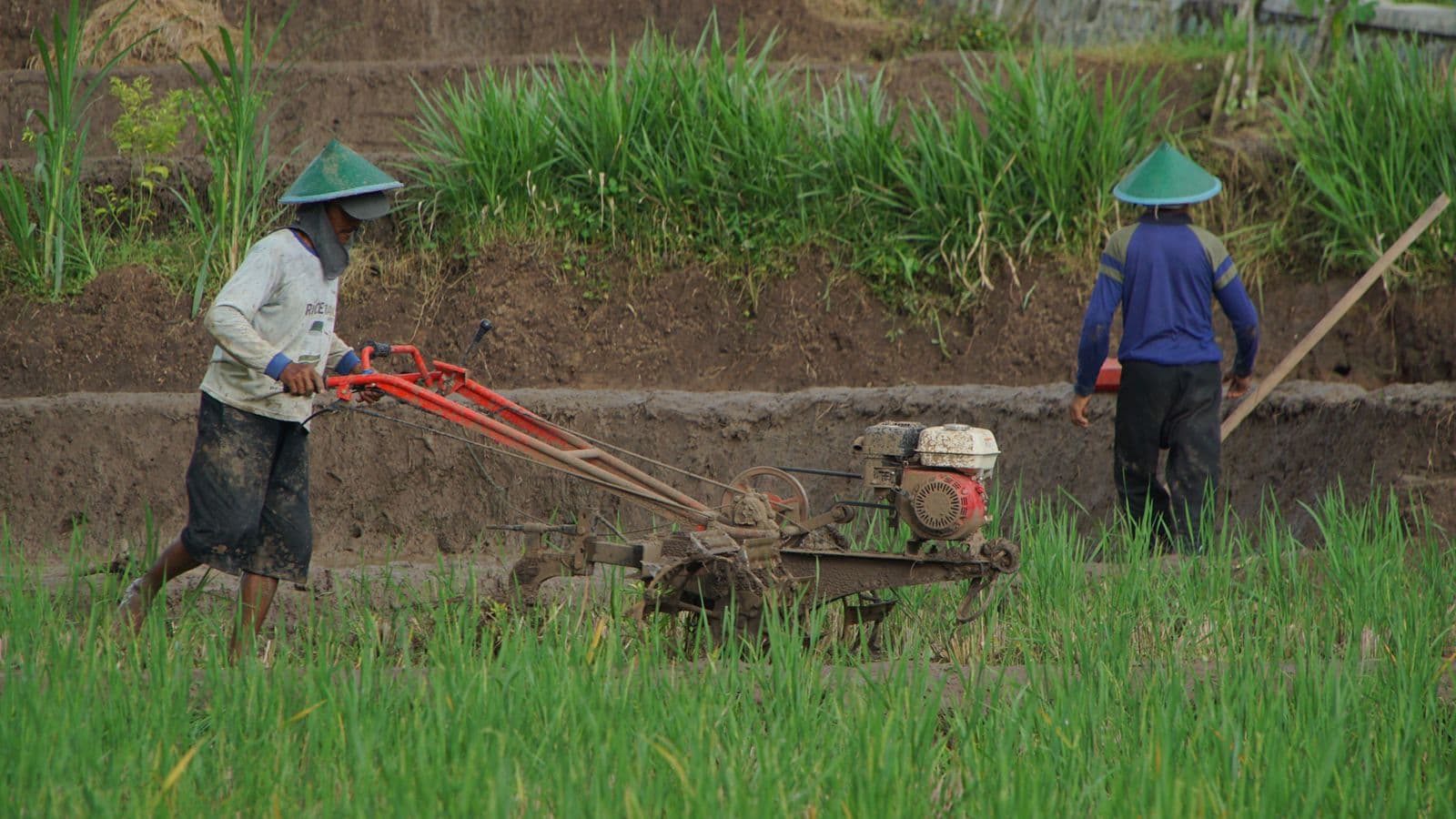 Perkuat Ketahanan Pangan, Desa Tanjungsari Geber Korporasi Petani